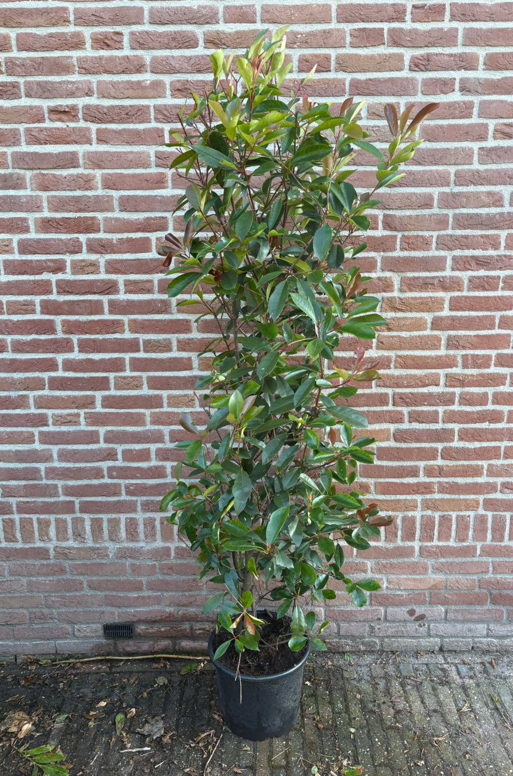 Photinia red robin. Glansmispel 160/180, Ophalen of Verzenden, Overige soorten, 100 tot 250 cm