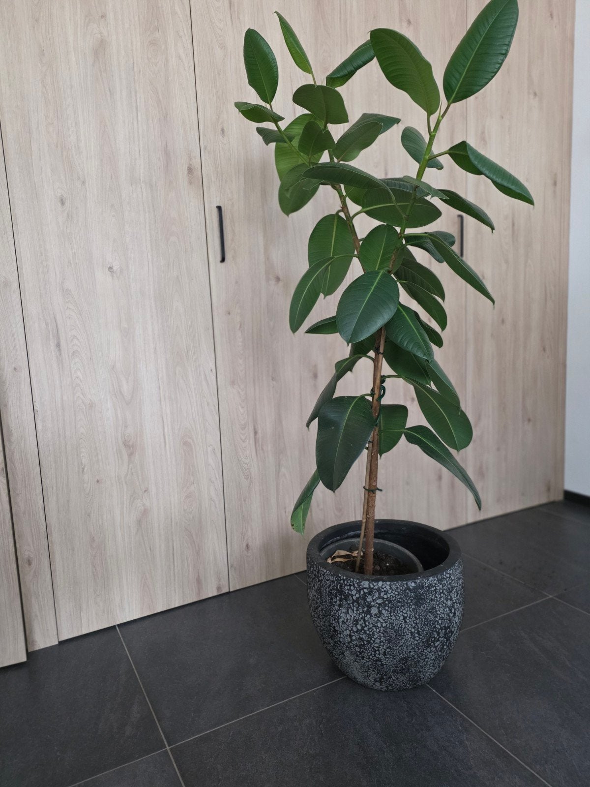 Majestueuze 170cm (!) Ficus Elastica -Robusta  Rubberboom, Ophalen, Ficus, Halfschaduw, In pot