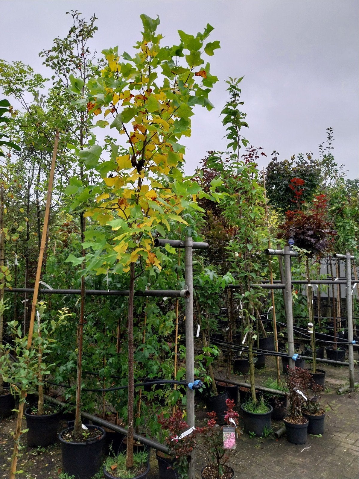 Liriodendron Tulipifera - Tulpenboom, Tuin en Terras, Overige soorten, 250 tot 400 cm, Zomer, Ophalen
