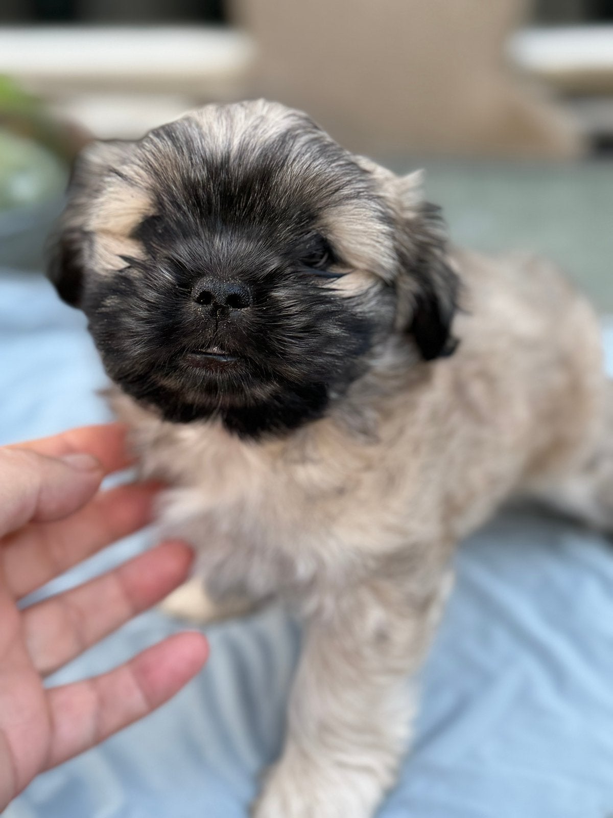 Mooie Boomer pups, Shih Tzu x Maltezer. Mo..., Overige rassen, 8 tot 15 weken, Parvo, Meerdere