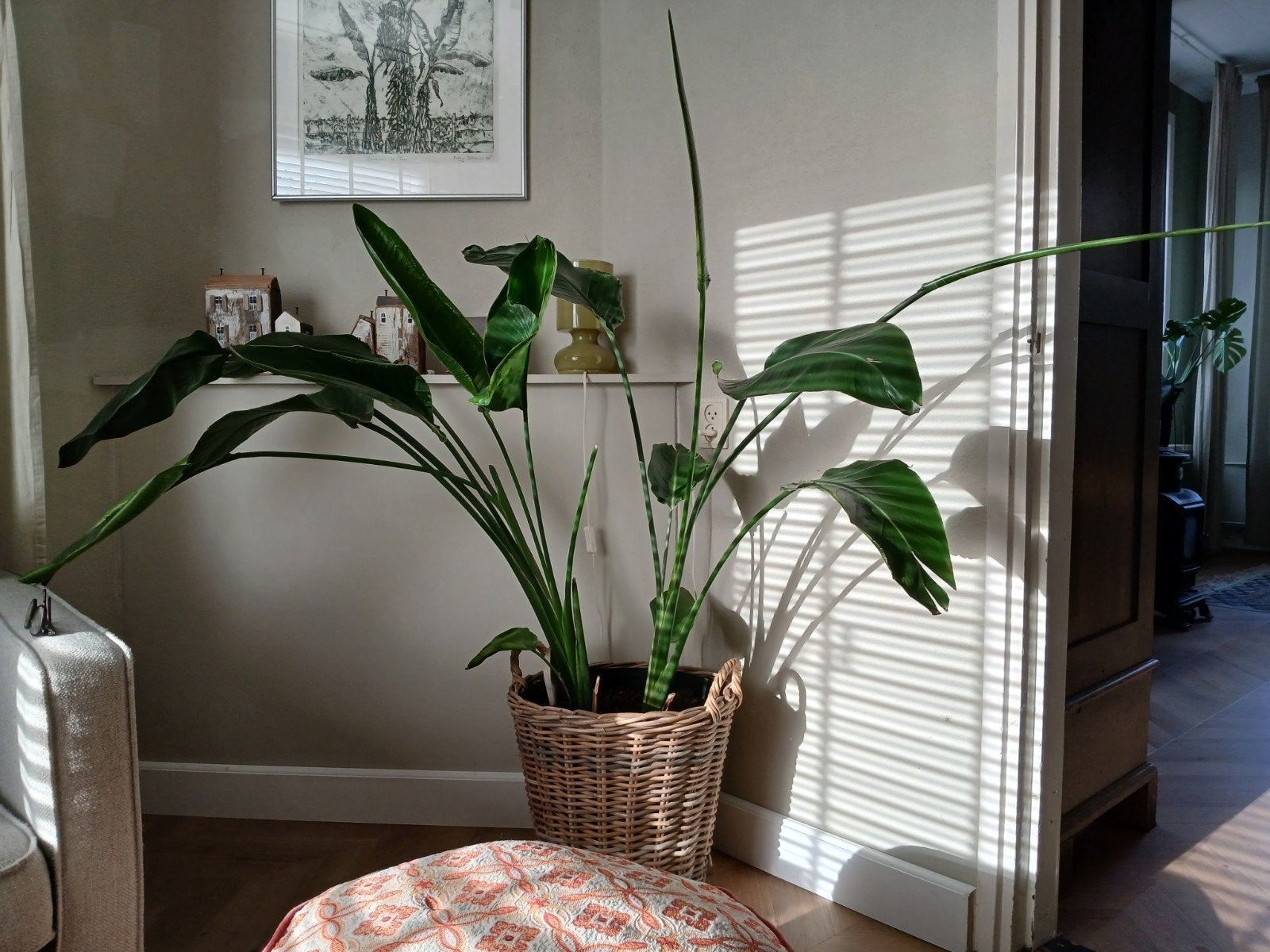 Grote Strelitzia Nicolai in rieten mand, Ophalen, Overige soorten, Halfschaduw, In pot