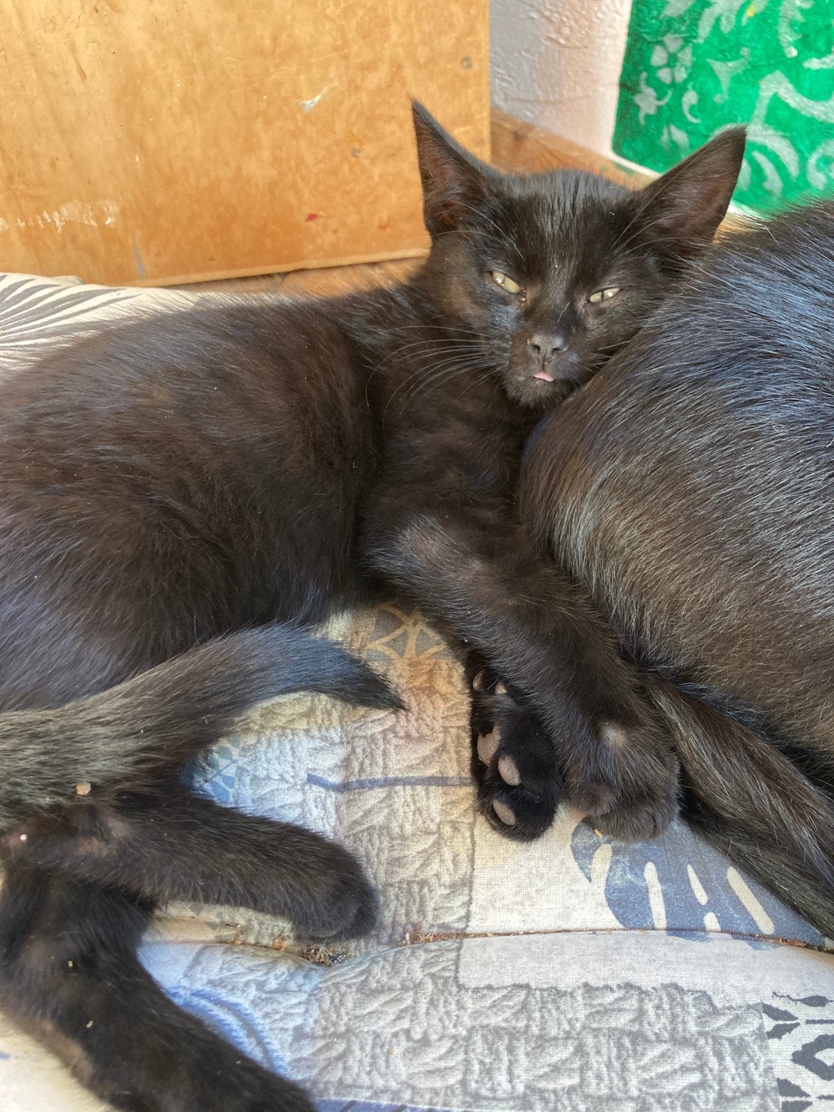 Kittens 9 weken, Meerdere dieren, Kortharig, 0 tot 2 jaar