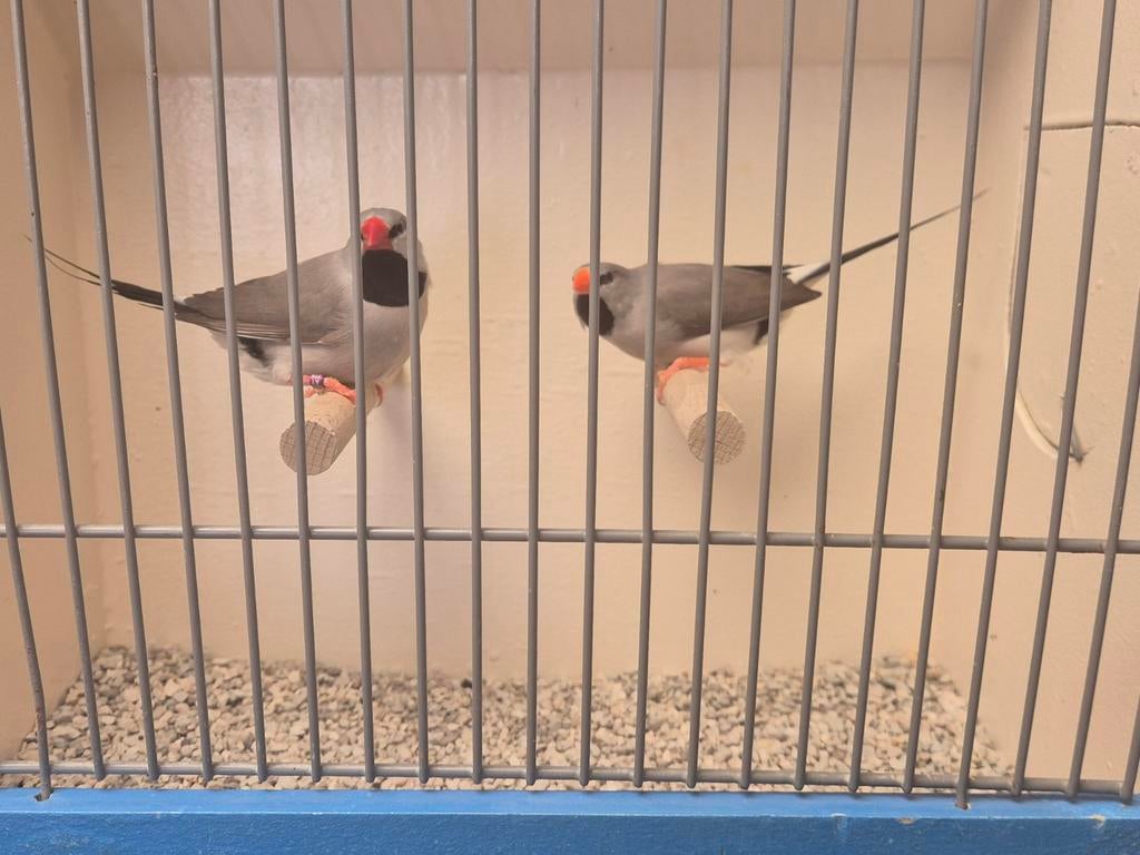 Koppel Grijze Spitsstaart Amadine,, Dieren en Toebehoren, Vogels | Overige Vogels, Meerdere dieren