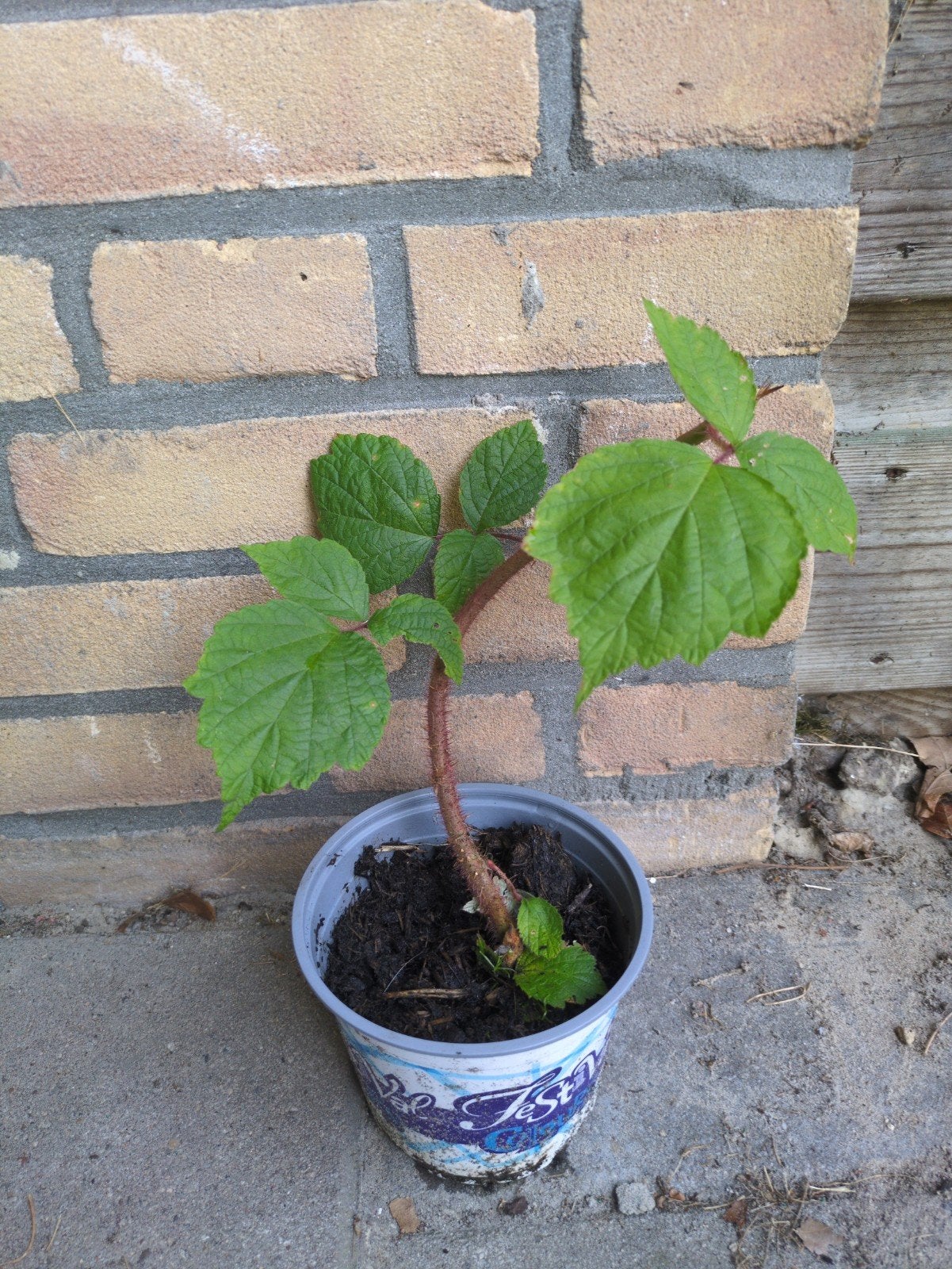 Japanse Wijnbes - Rubus phoenicolasius, Tuin en Terras, Volle zon, Vaste plant, Ophalen of Verzenden, Zomer