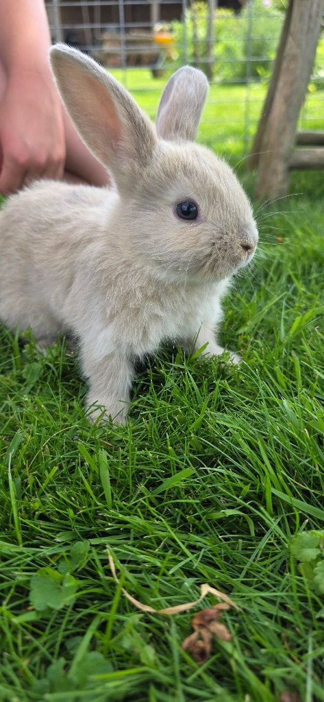 Lief tam jong konijntje, Dieren en Toebehoren, Mannelijk, Dwerg, 0 tot 2 jaar