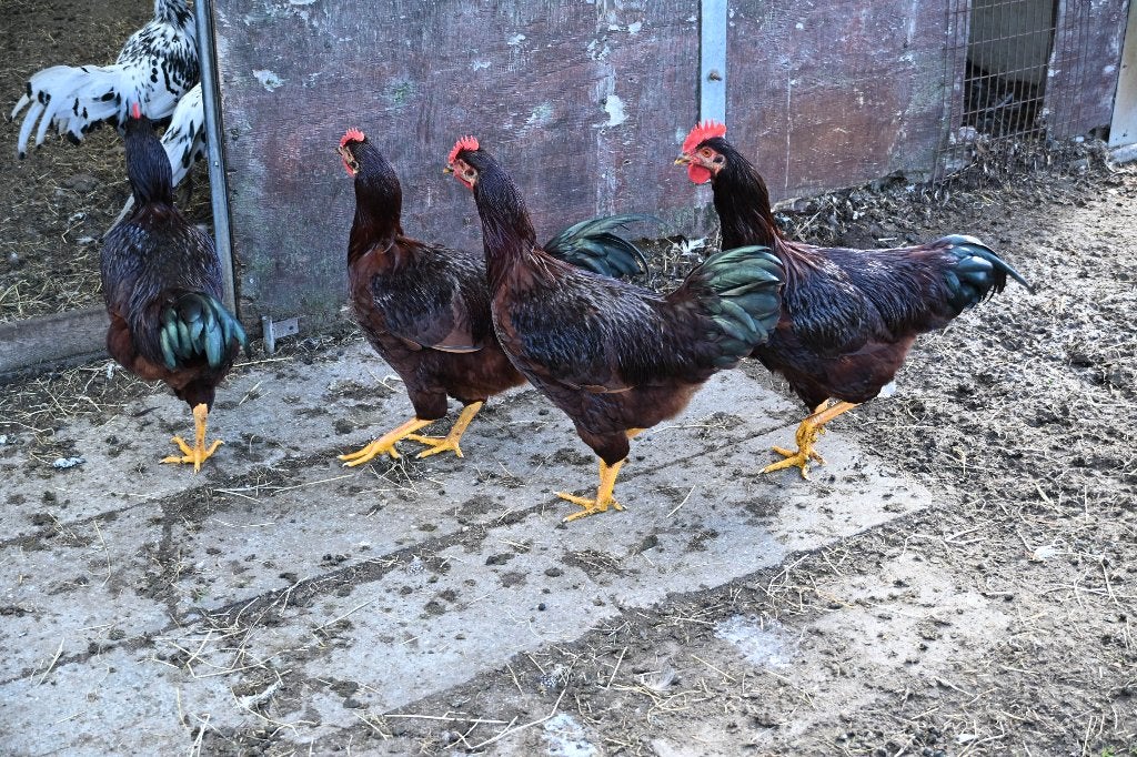 rhode red island hanen, Mannelijk, Kip