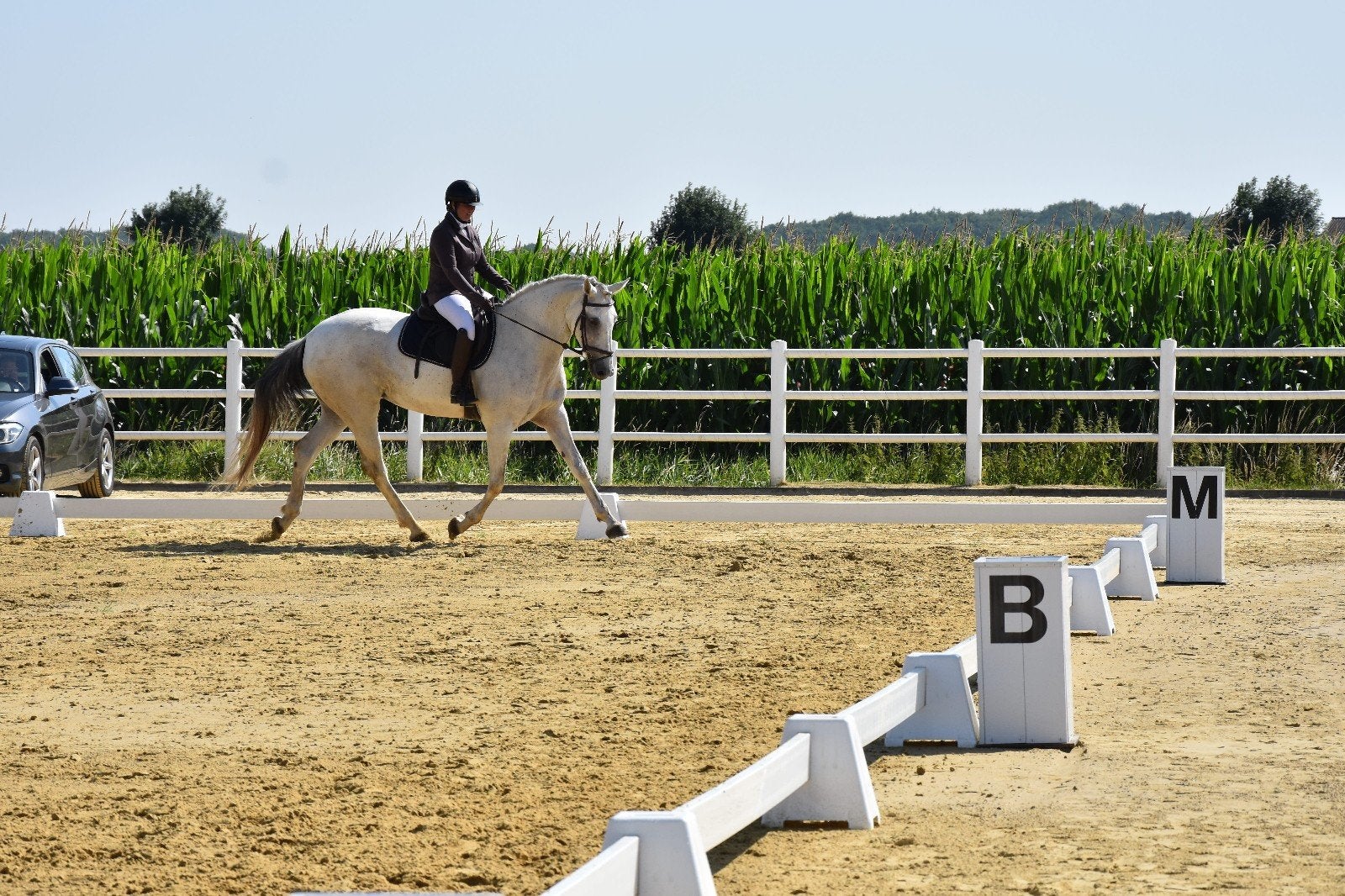 9 jarige merrie Golden Dream x Zirocco Blue, Dieren en Toebehoren, Paarden, Merrie, Dressuurpaard, L, 7 tot 10 jaar