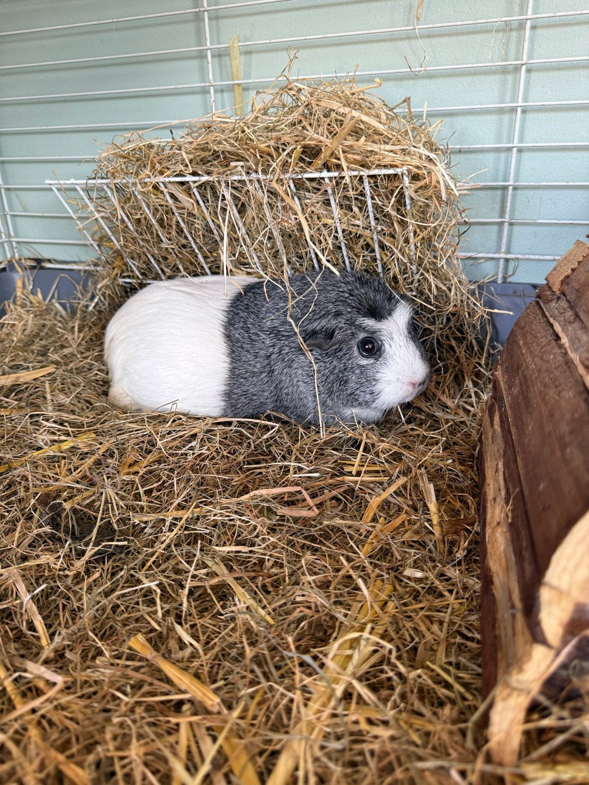 Cavia zeugje 4-5 jaar gezocht, Dieren en Toebehoren, Cavia, April, Vrouwelijk, Tam