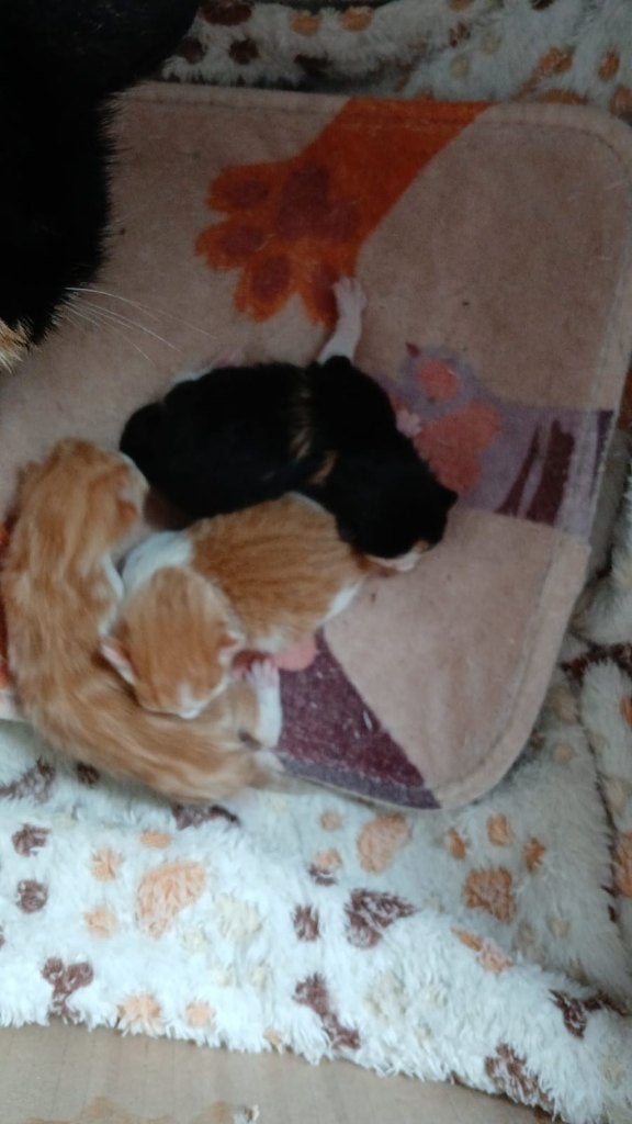 Prachtige kruising kittens zoeken een goed baasje, Meerdere dieren, Kortharig, 0 tot 2 jaar