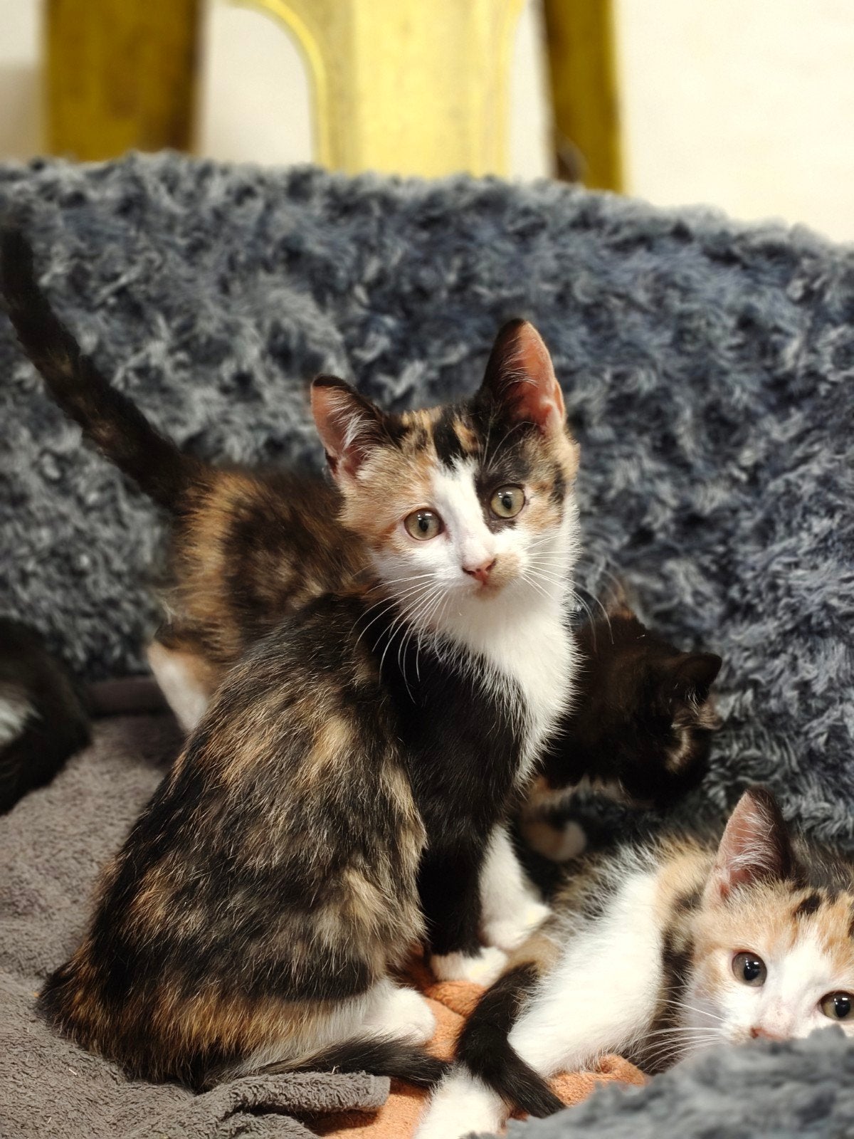 4 lieve kittens te koop, Meerdere dieren, Kortharig, 0 tot 2 jaar
