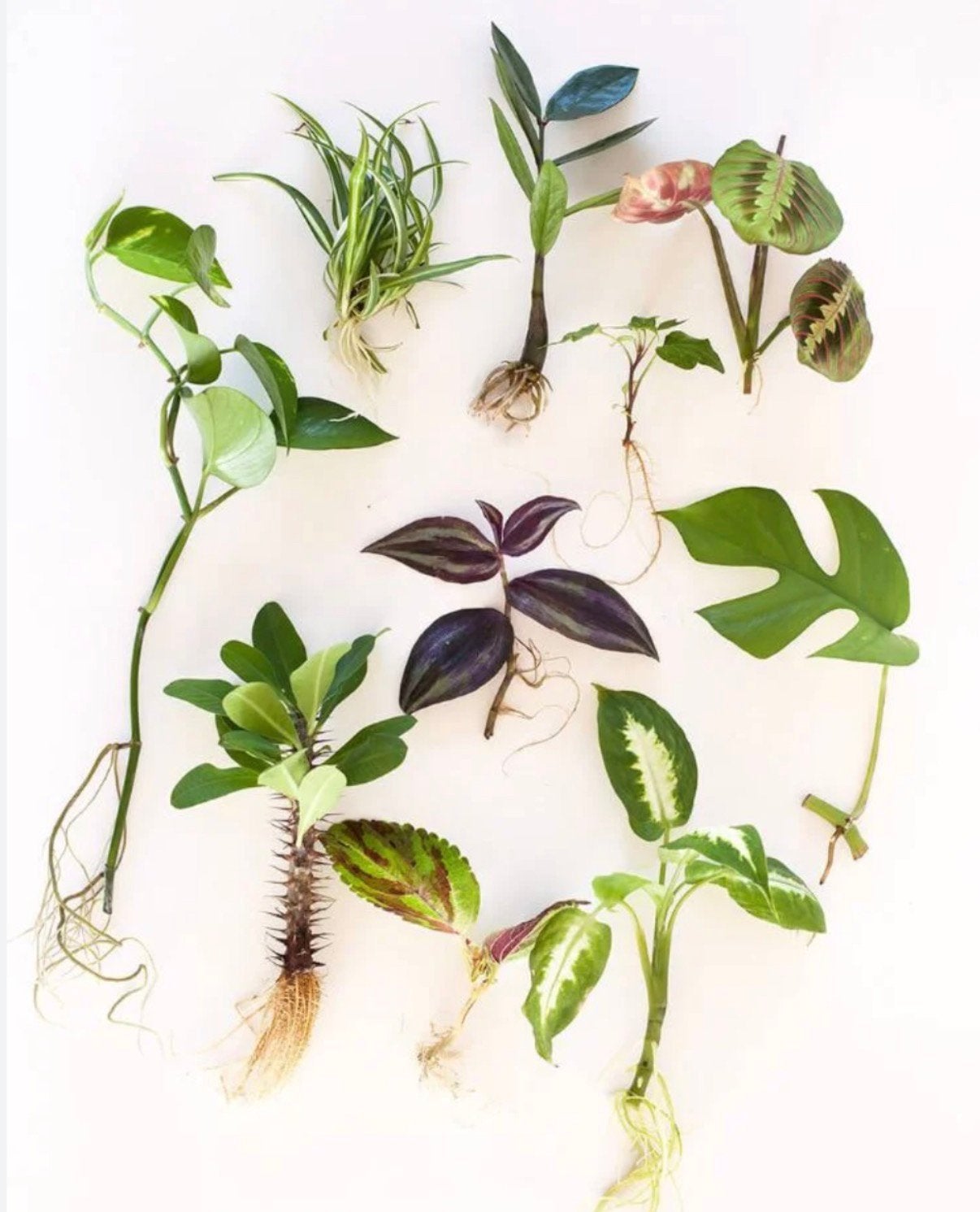 Verrassingsbox met (verigated) kamerplantstekjes, Ophalen of Verzenden, Halfschaduw, Minder dan 100 cm