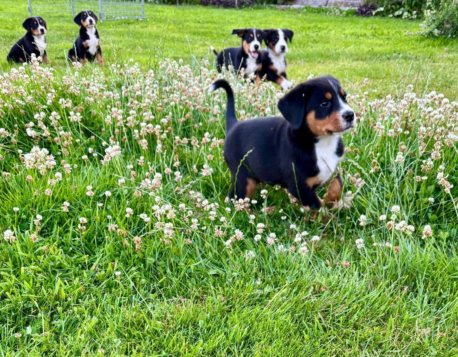 grote zwitserse sennen pups, Dieren en Toebehoren, Parvo, Meerdere, Meerdere dieren, Nederland