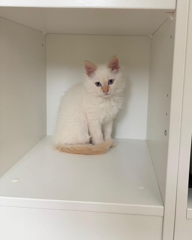 Ragdoll redpoint kitten, Kater, 0 tot 2 jaar