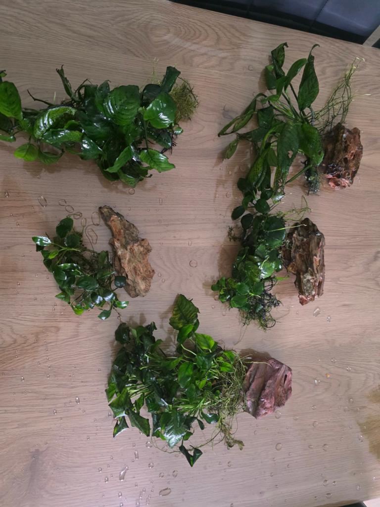 Aquarium planten Anubias, Ophalen, Plant(en), Steen of Hout