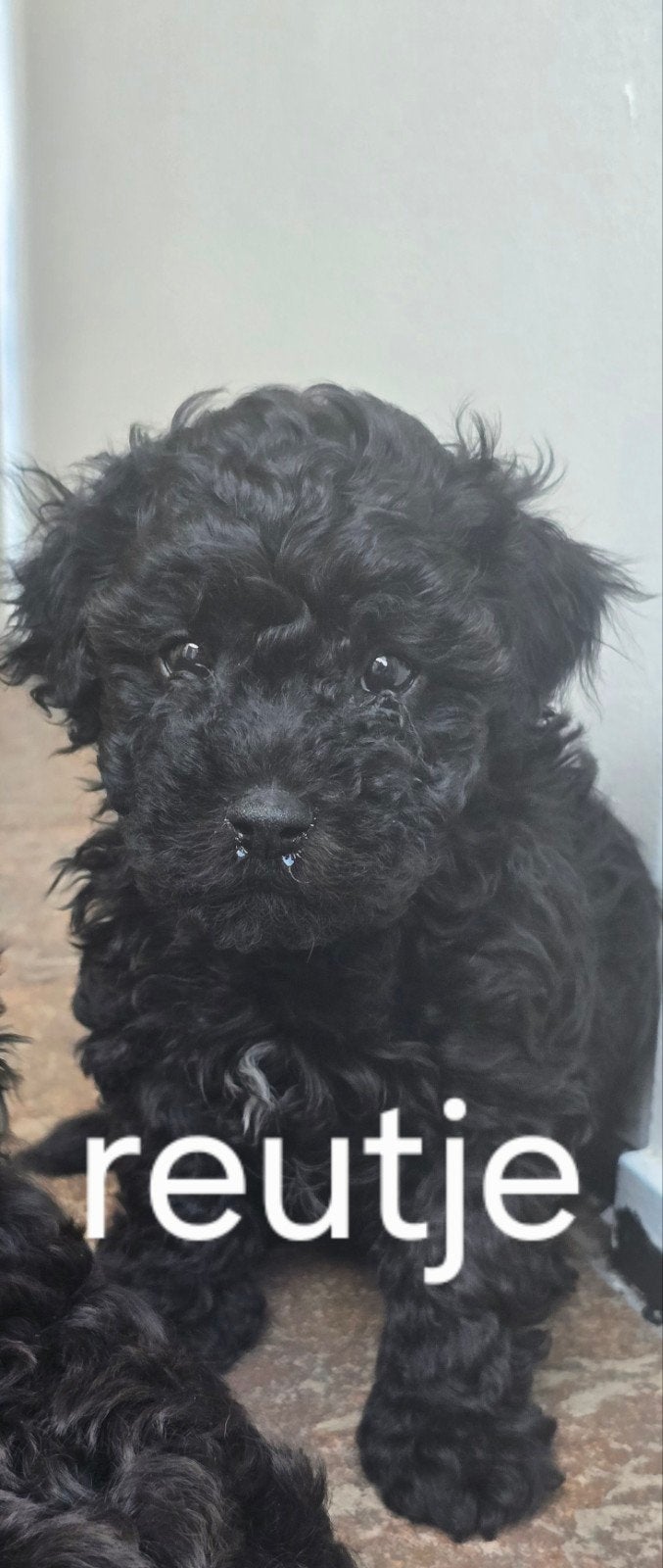 Mooie toy poedel x chiuhuahua pups, Poedel, 8 tot 15 weken, Meerdere, Meerdere dieren