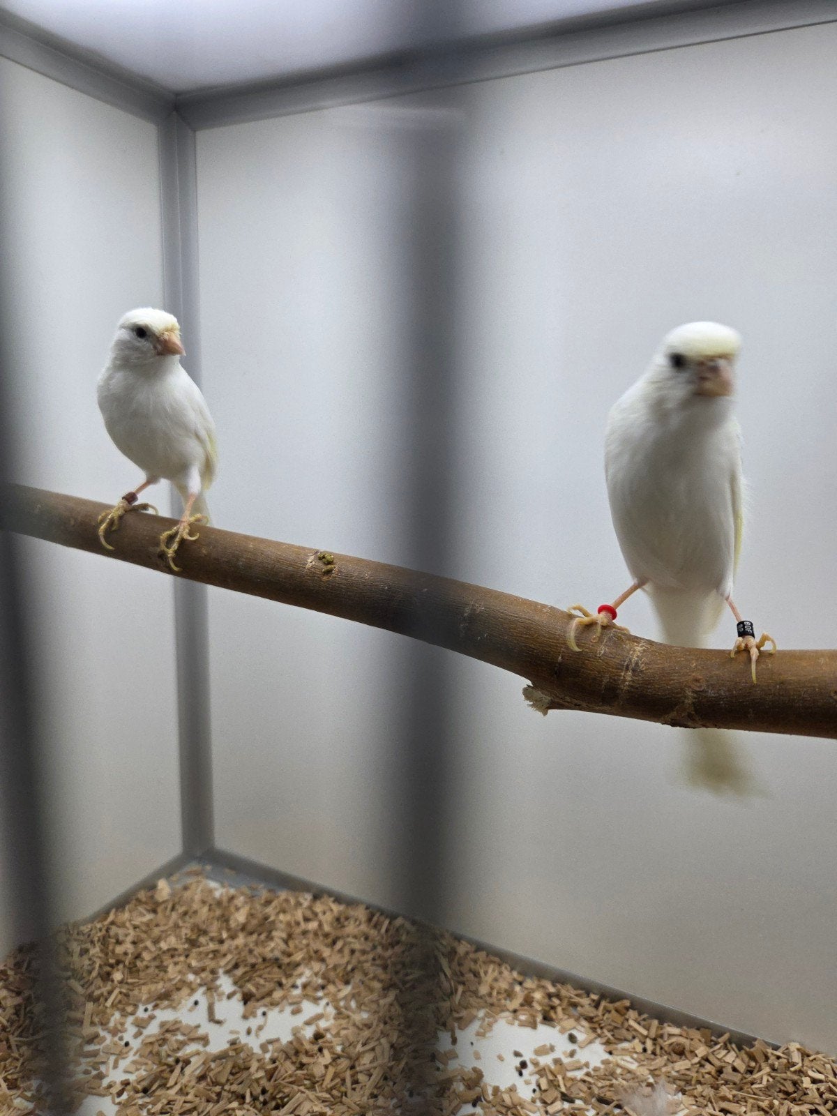koppel postuur kanaries, Dieren en Toebehoren