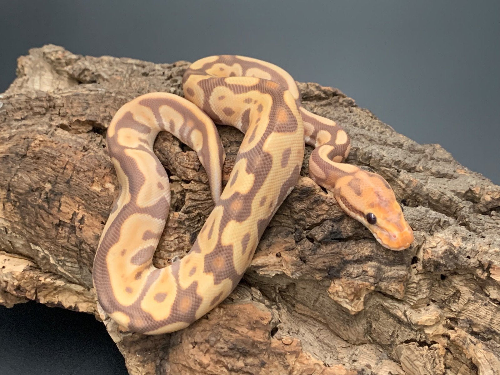 0.1 coral glow leopard red Stripe het clown python regius Ball Python photo 3