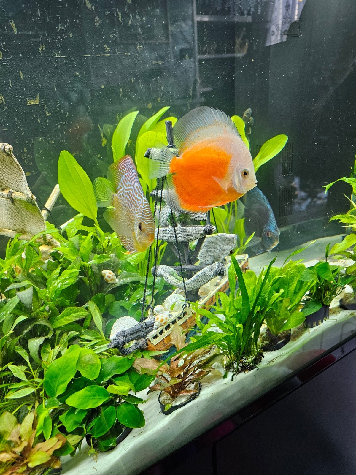 te koop 3 grote discus vissen ., Vis, Zoetwatervis, Schoolvis