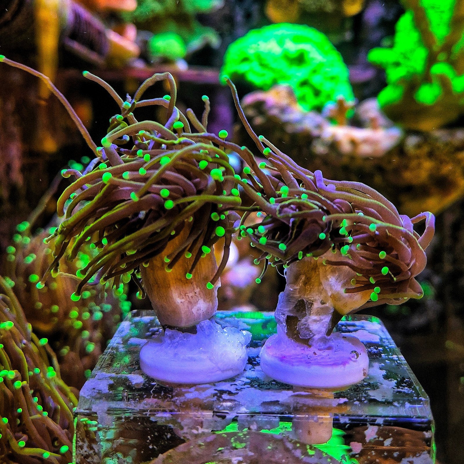 Dragon Soul Torch Koraal, Ophalen of Verzenden, Gevuld zeewateraquarium