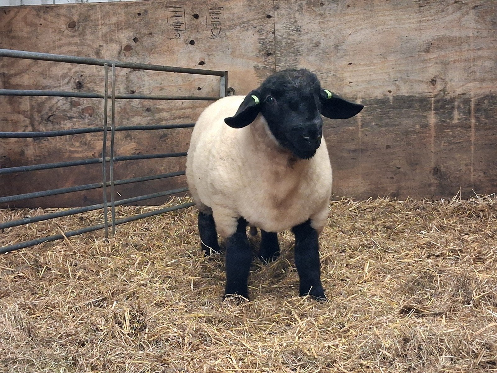 2 suffolk stamboek ramlammeren, Vrouwelijk, Schaap