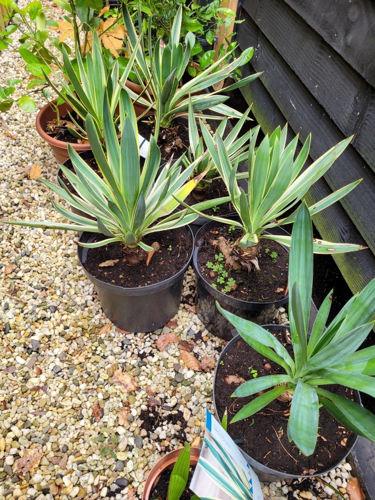 Yucca Gloriosa 'Variegata' - Winterharde Palmlelie, Volle zon, Vaste plant, Zomer, Ophalen