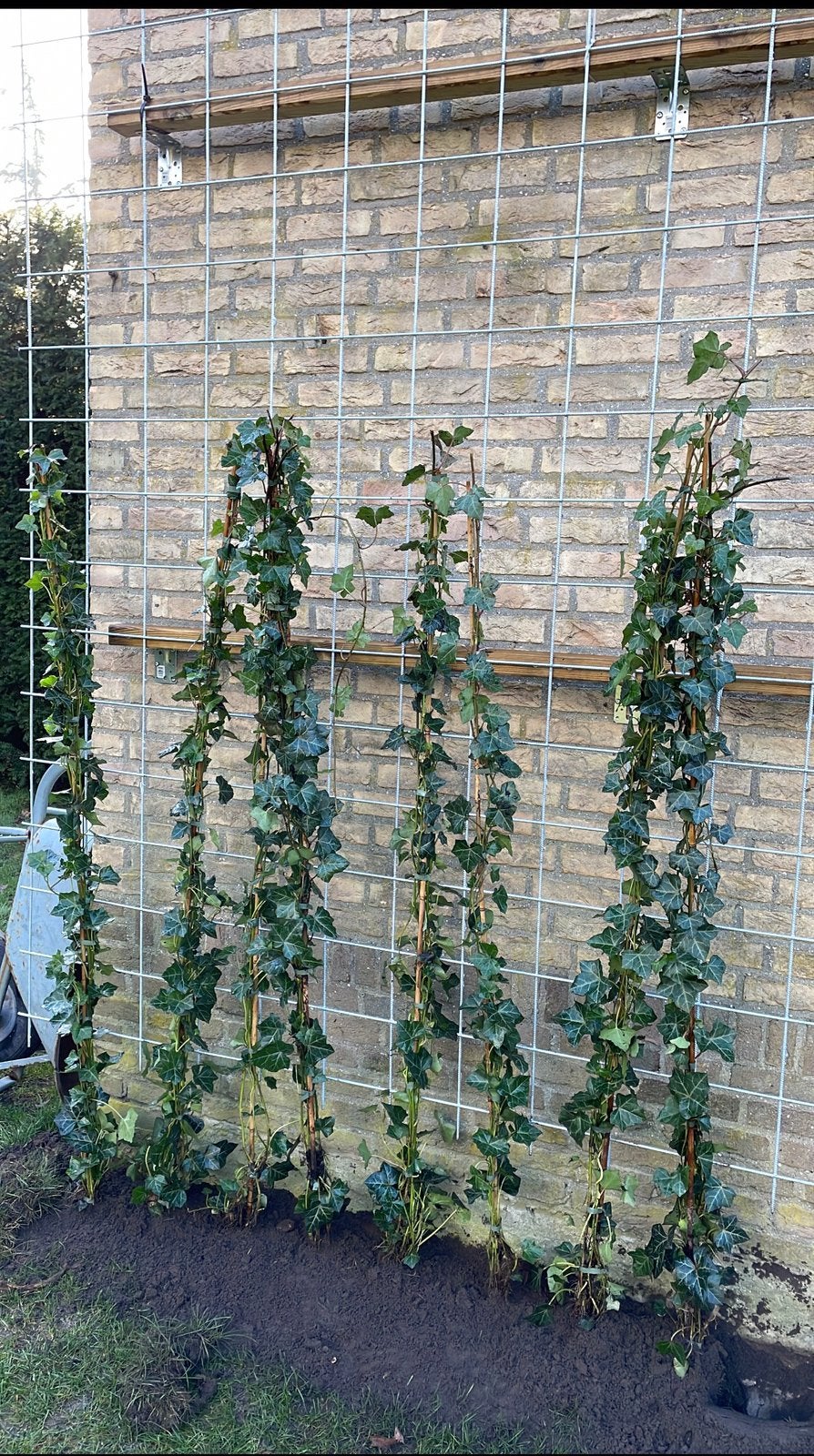 Aantal Gegalvaniseerd bouwstal draadmat tbv bouw hedera etc, Ophalen, IJzer, Tuinhek