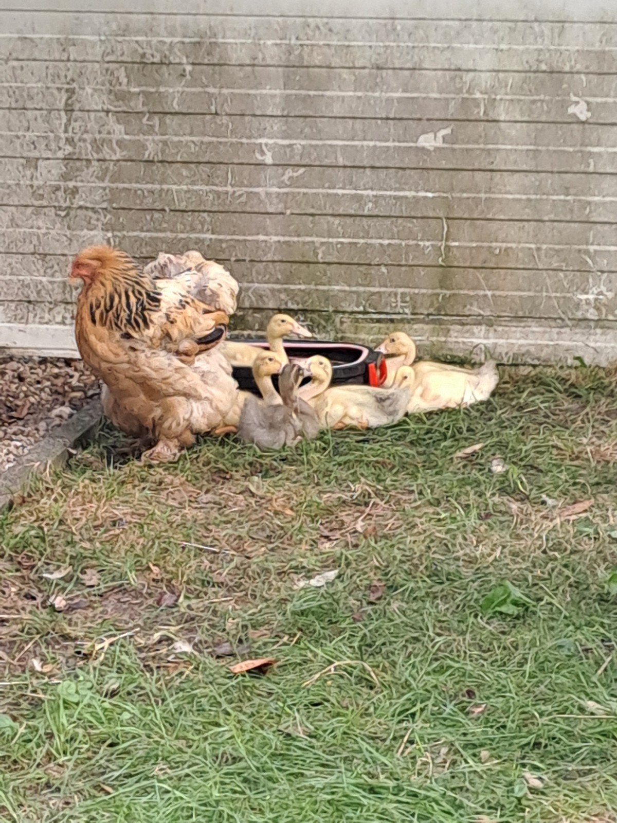 jonge loopeenden rond de 3 weken oud, Dieren en Toebehoren, Pluimvee, Geslacht onbekend, Eend
