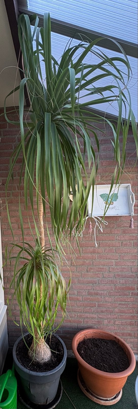 Grote Olifantpoot (Beaucarnea recurvata) - 230 cm hoog, Volle zon, Vaste plant, Bloeit niet, Ophalen