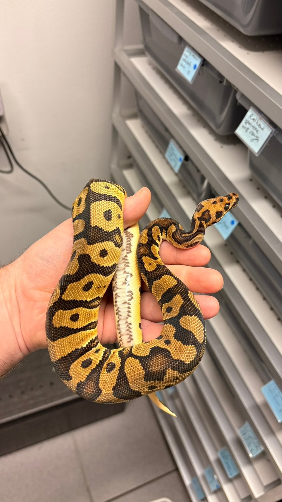 Confusion Orange dream clown ball python Ball Python photo 3