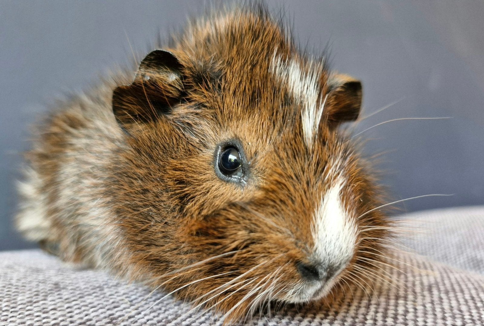 baby cavia broertjes met mooie borstels, schimmel/agouti, Dieren en Toebehoren, Cavia, Mannelijk, Tam, September