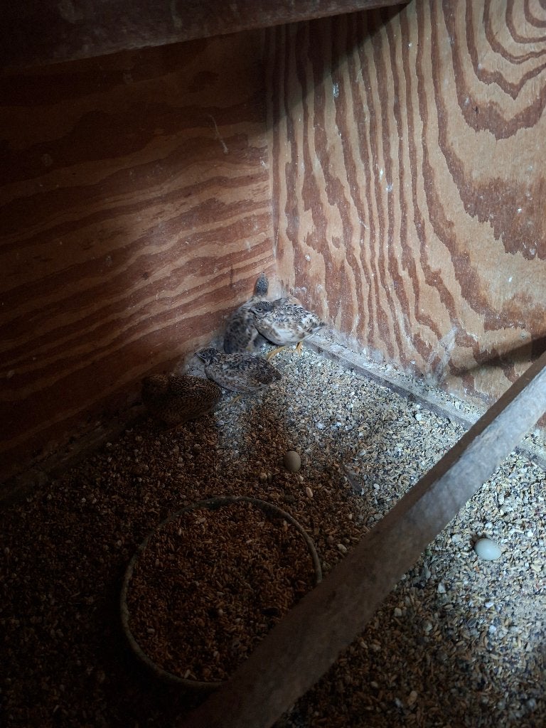 dwergkwartels, Dieren en Toebehoren, Meerdere dieren, Kip
