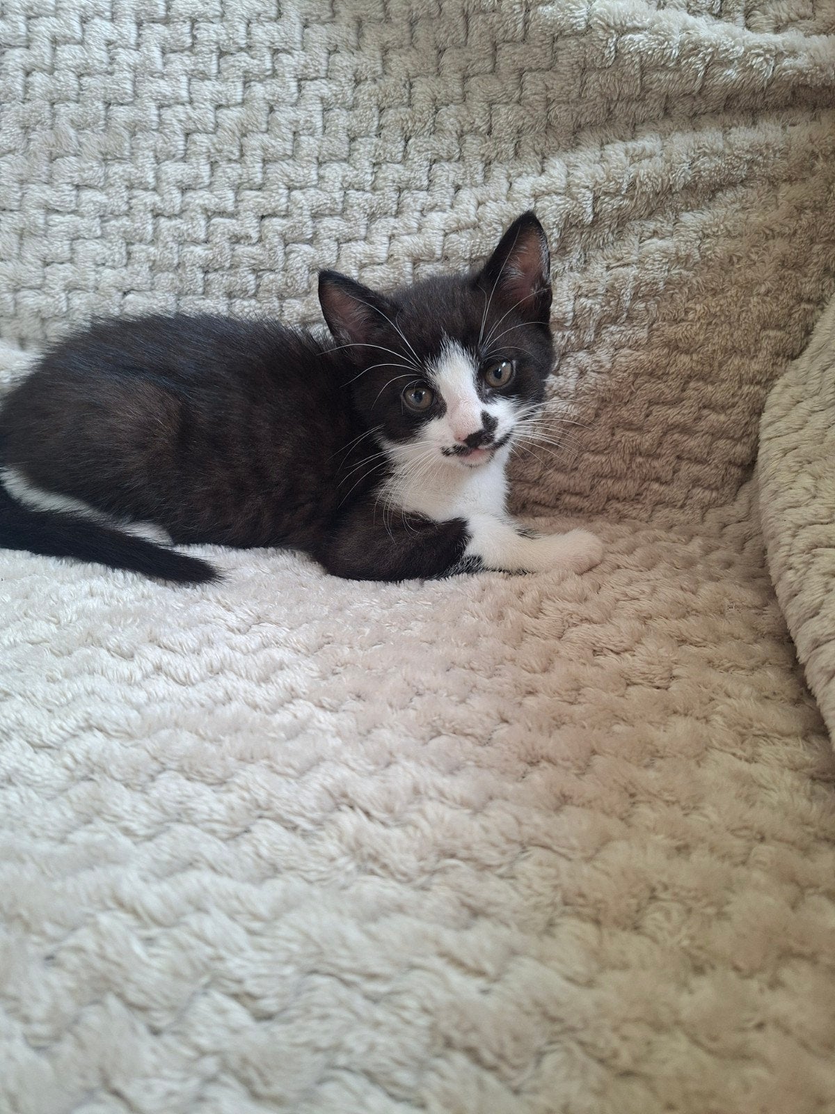 Mooie kittens van de boerderij, Dieren en Toebehoren, Katten en Kittens | Raskatten | Korthaar, Meerdere dieren