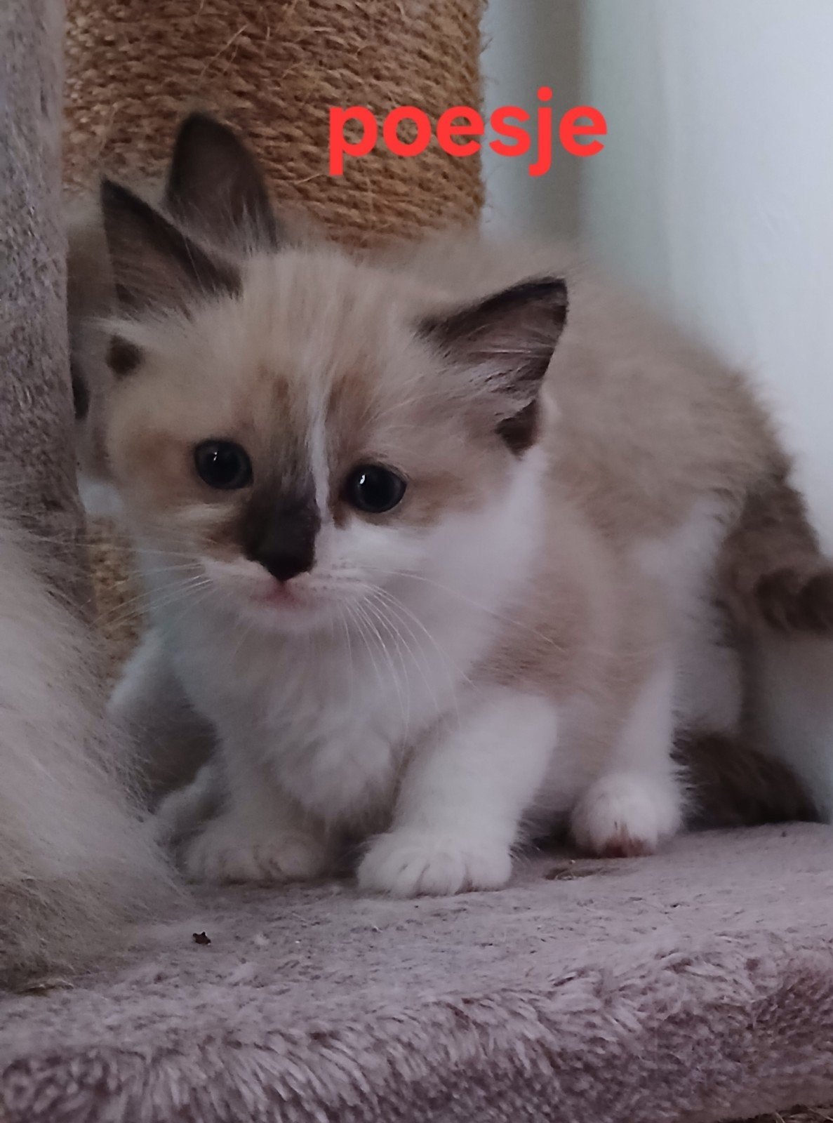 Nog enkele Ragdoll kittens beschikbaar, Meerdere dieren, Gechipt