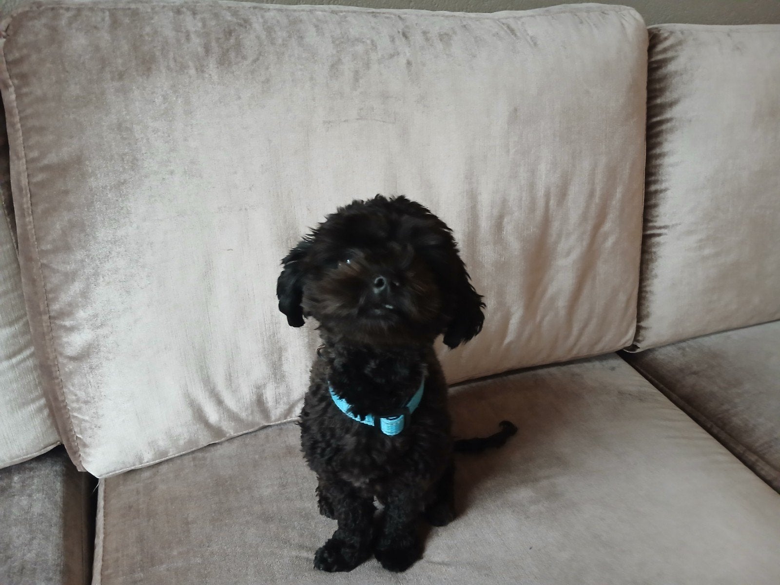 we zijn druk met geïnteresseerders, 1 tot 2 jaar, Eén hond, Nederland, Particulier