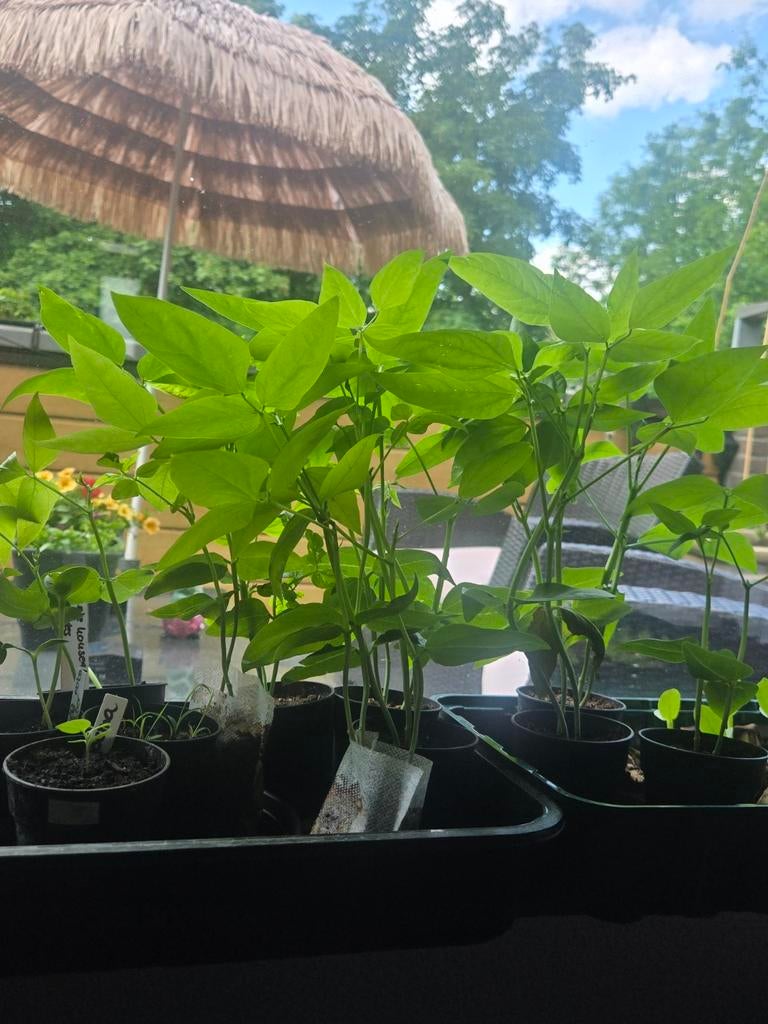 Surinaamse Kousenband plantjes - Vers en klaar om te planten, Tuin en Terras, Planten | Tuinplanten, Volle zon, Groenteplanten
