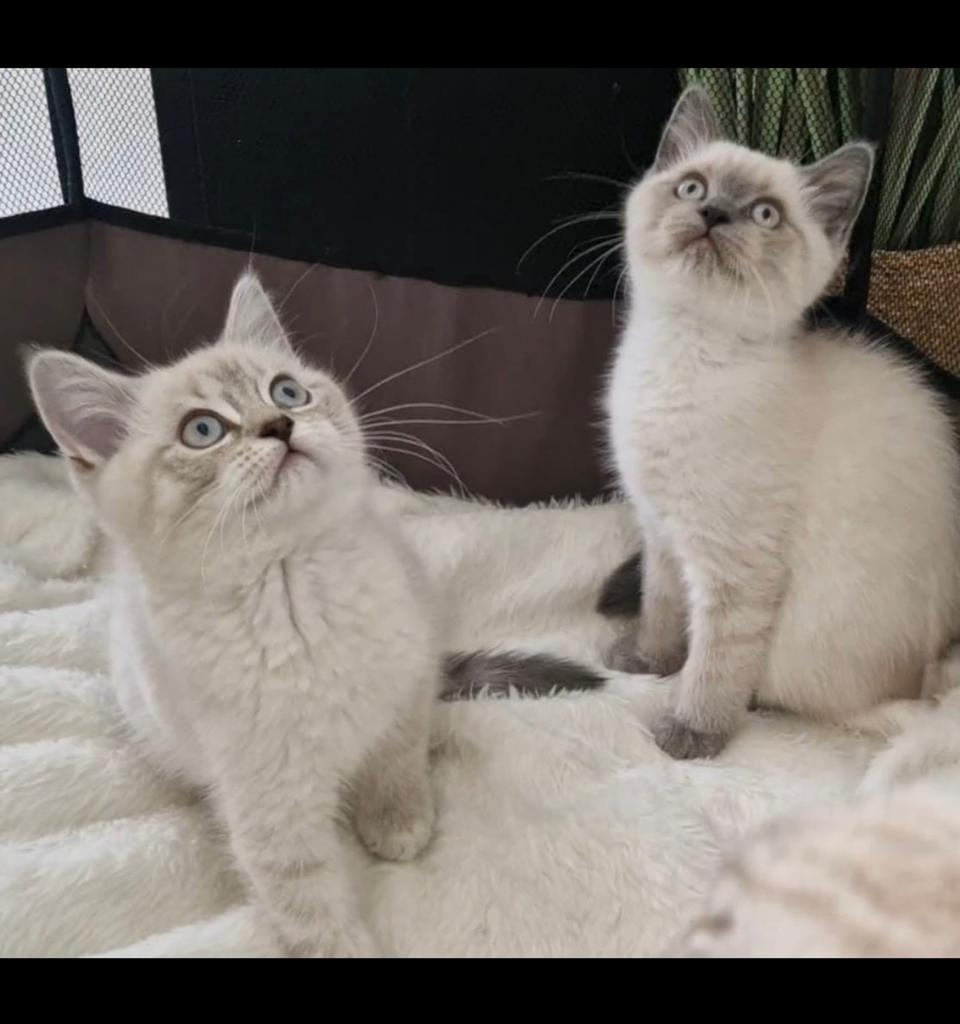 Britse korthaar / ragdoll kitten, Dieren en Toebehoren, Poes, Kortharig, 0 tot 2 jaar