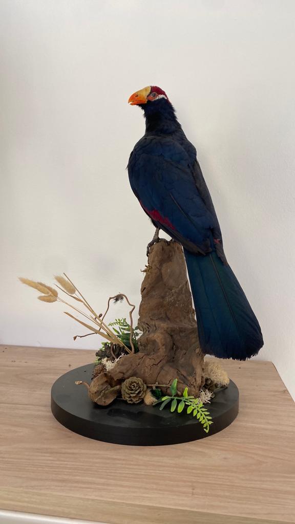 Opgezette vogel dieren, Verzamelen, Ophalen of Verzenden, Zo goed als nieuw, Vogel, Opgezet dier