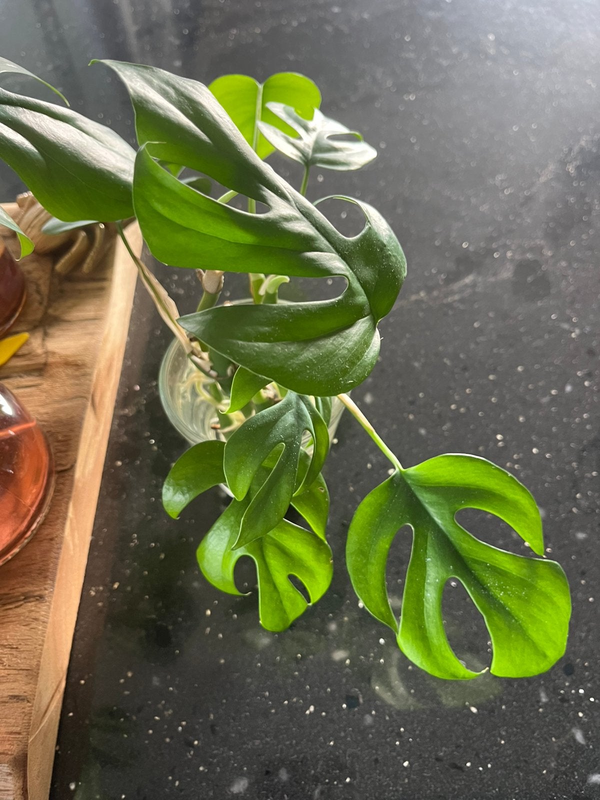 Stekje kamerplant Monstera Minima, Ophalen of Verzenden, Halfschaduw, Minder dan 100 cm