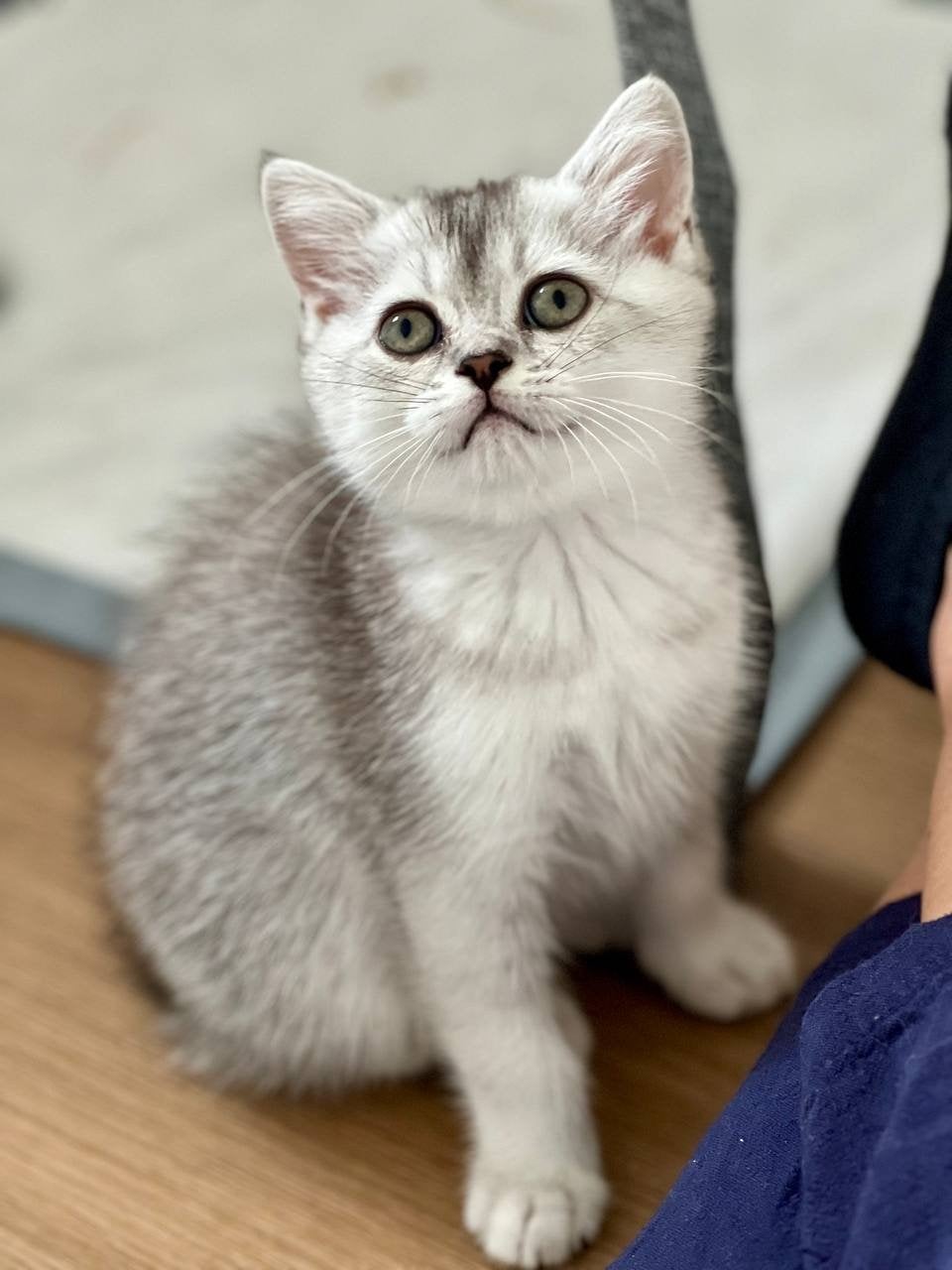 British Shorthair kitten, Kater, Kortharig, 0 tot 2 jaar
