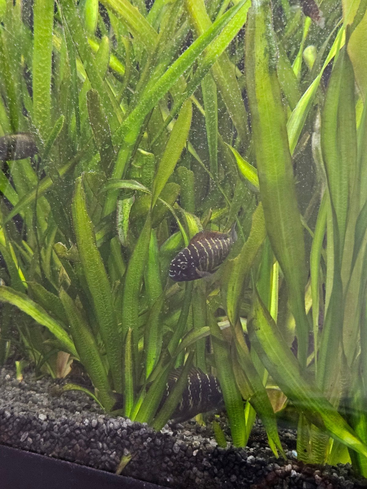 valisneria gigantea stekken, Dieren en Toebehoren, Vissen | Aquariumvissen, Overige typen