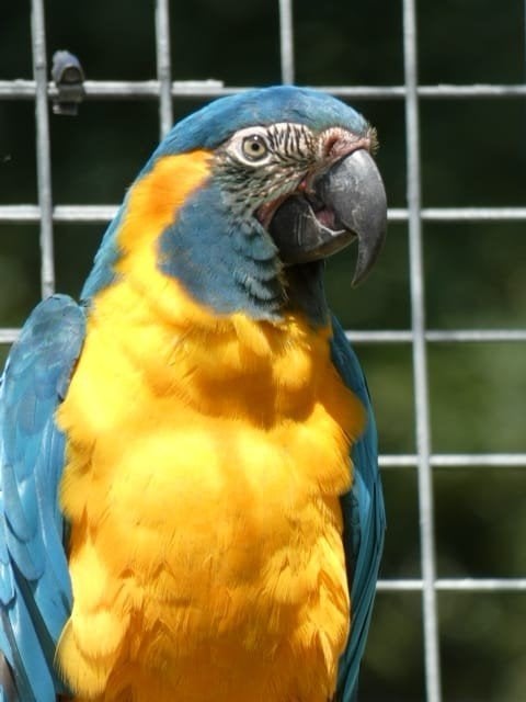 Koppel blauwkeel ara's, Dieren en Toebehoren, Meerdere dieren, Papegaai, Geringd