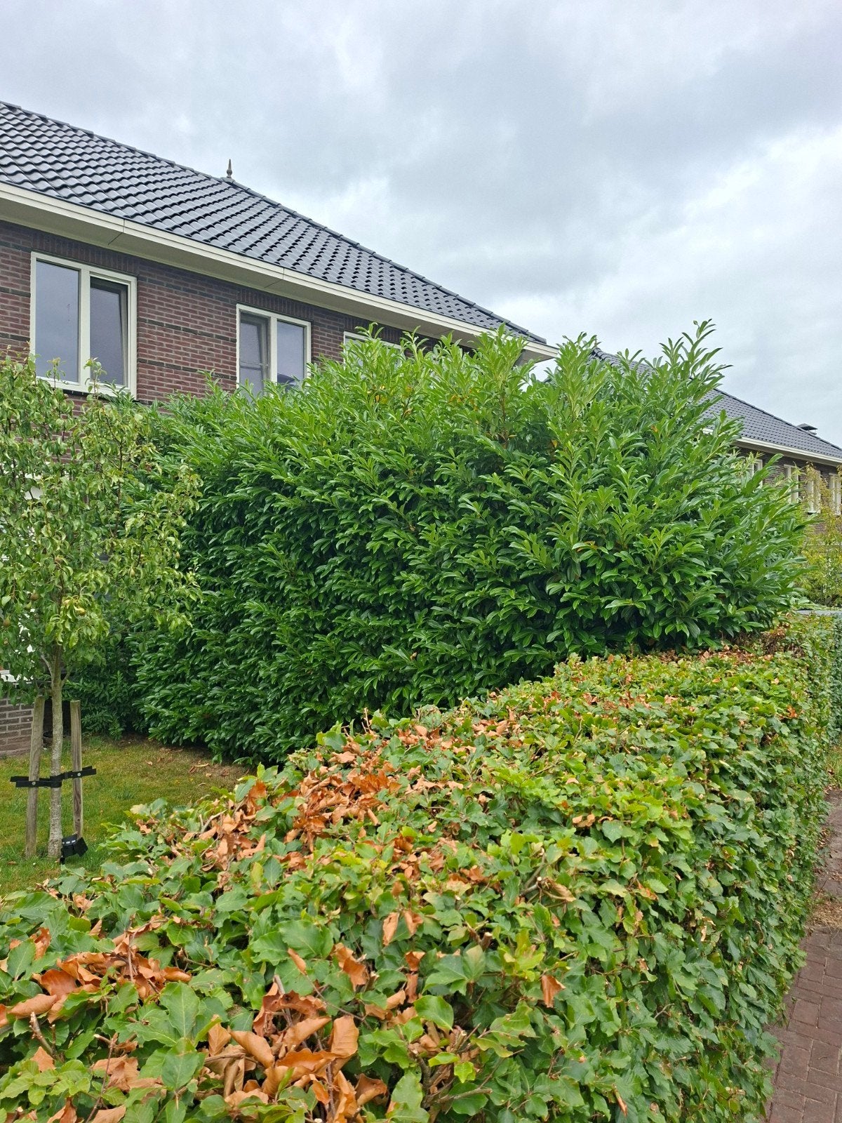 Haag / heg weghalen, Ophalen, Bloeit niet, Overige soorten, Halfschaduw