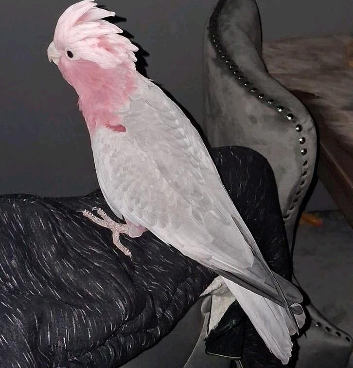 Zeer mooie tamme rose kaketoe pop, Dieren en Toebehoren, Vogels | Parkieten en Papegaaien, Vrouwelijk, Papegaai, Pratend