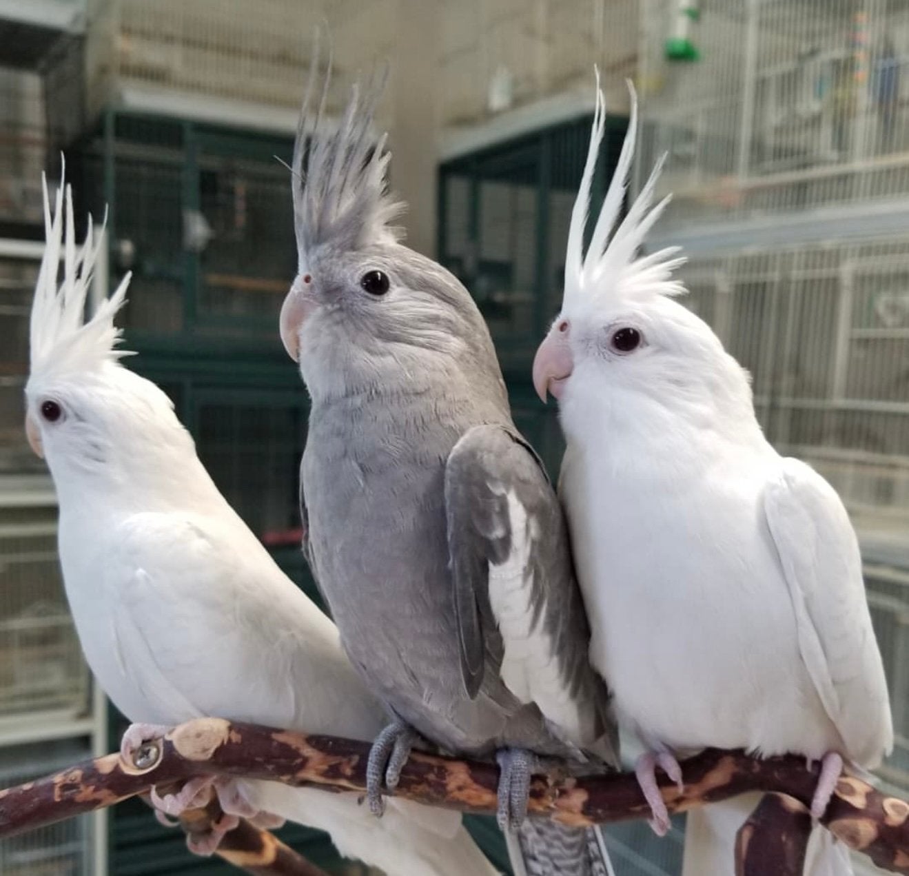 puppy valkparkieten / cockatiels in diverse kleuren, Meerdere dieren, Parkiet, Pratend