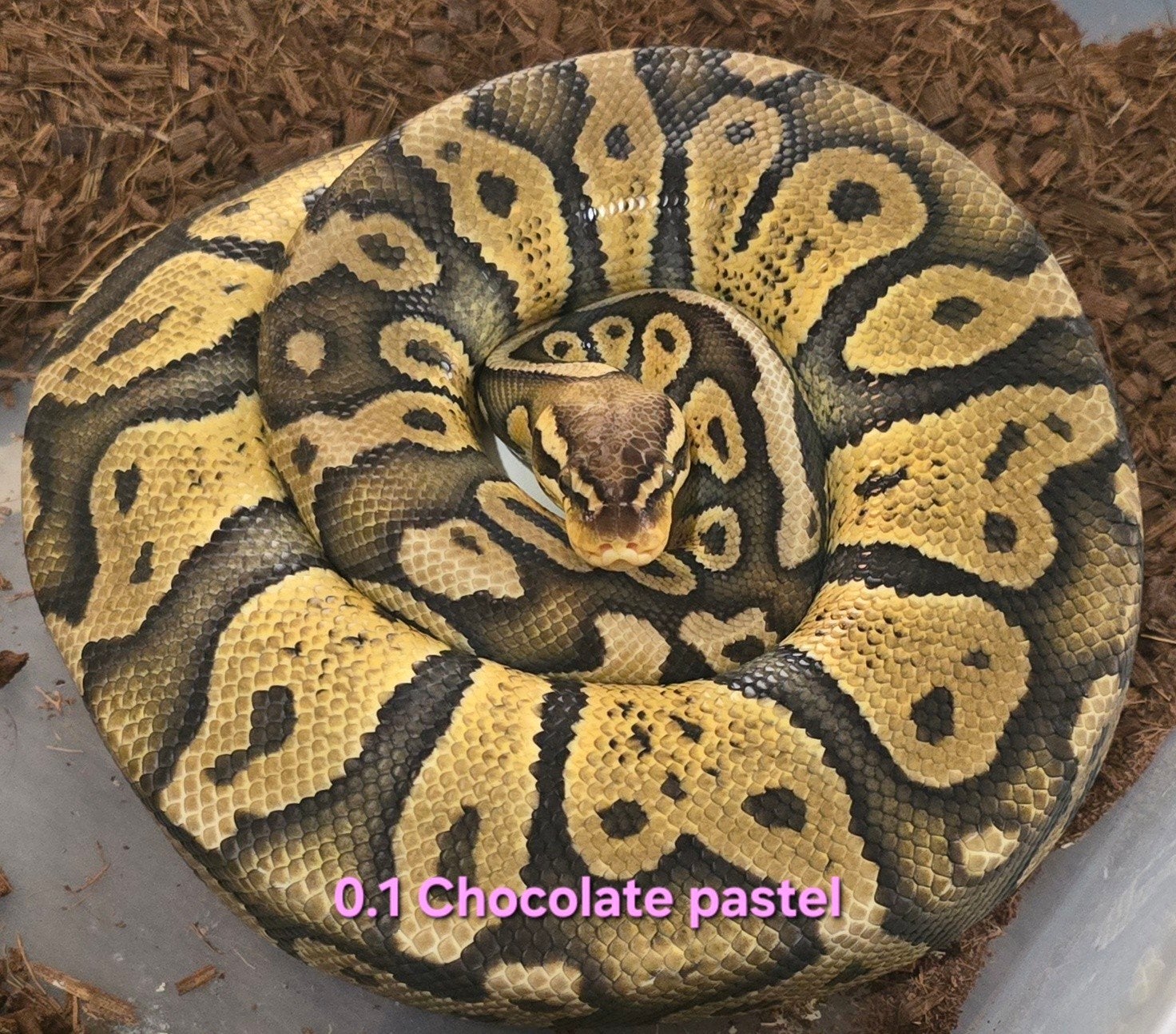 Volwassen koningspythons, lage prijzen Ball Python photo 6