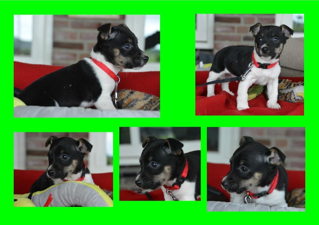 jack russell kruising pupje, zeer lief en sociaal., Parvo, Jack Russell Terriër, 8 tot 15 weken, Meerdere
