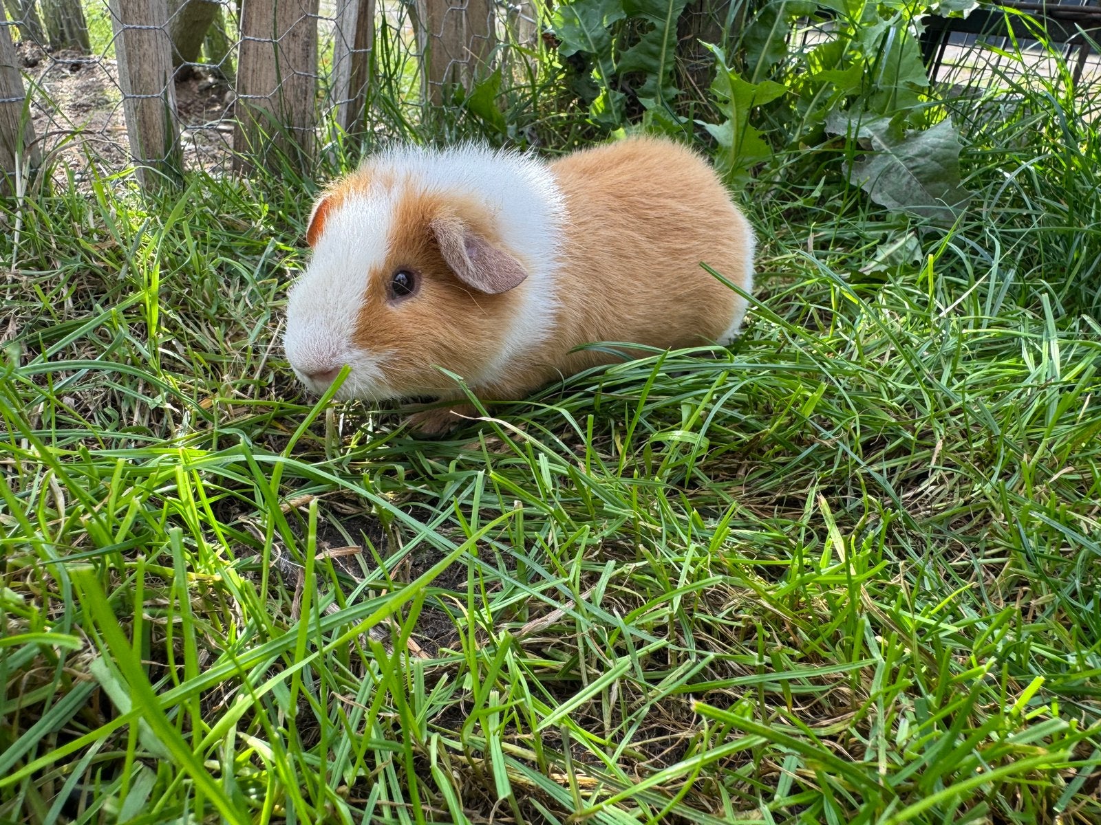 Lief beertje Bas, Dieren en Toebehoren, Augustus, Mannelijk, Cavia