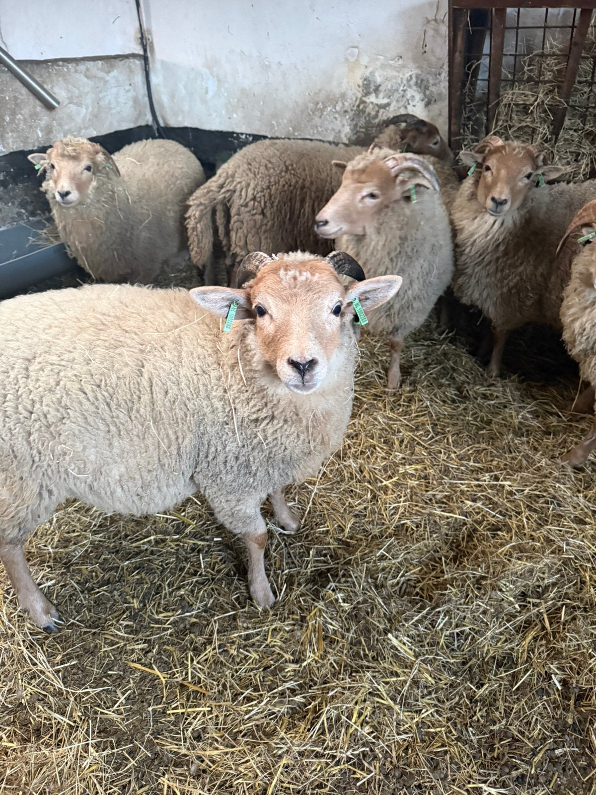 Te koop Portland lammeren, Geslacht onbekend