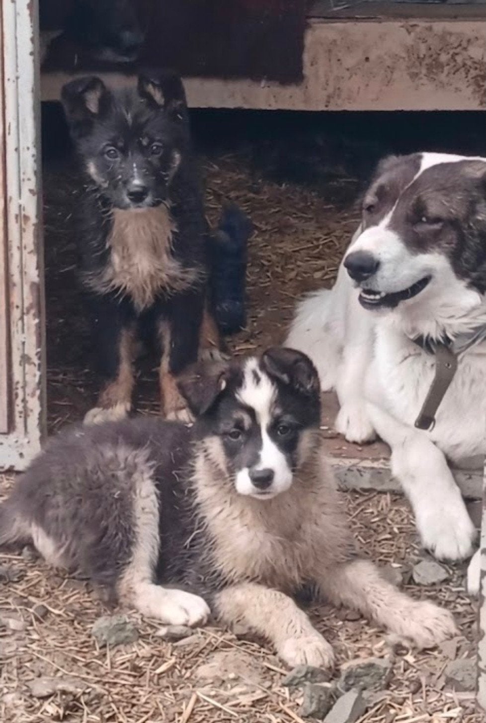 Puppys zoeken thuis adoptie, Dieren en Toebehoren, Particulier, 15 weken tot 1 jaar, Buitenland, Meerdere