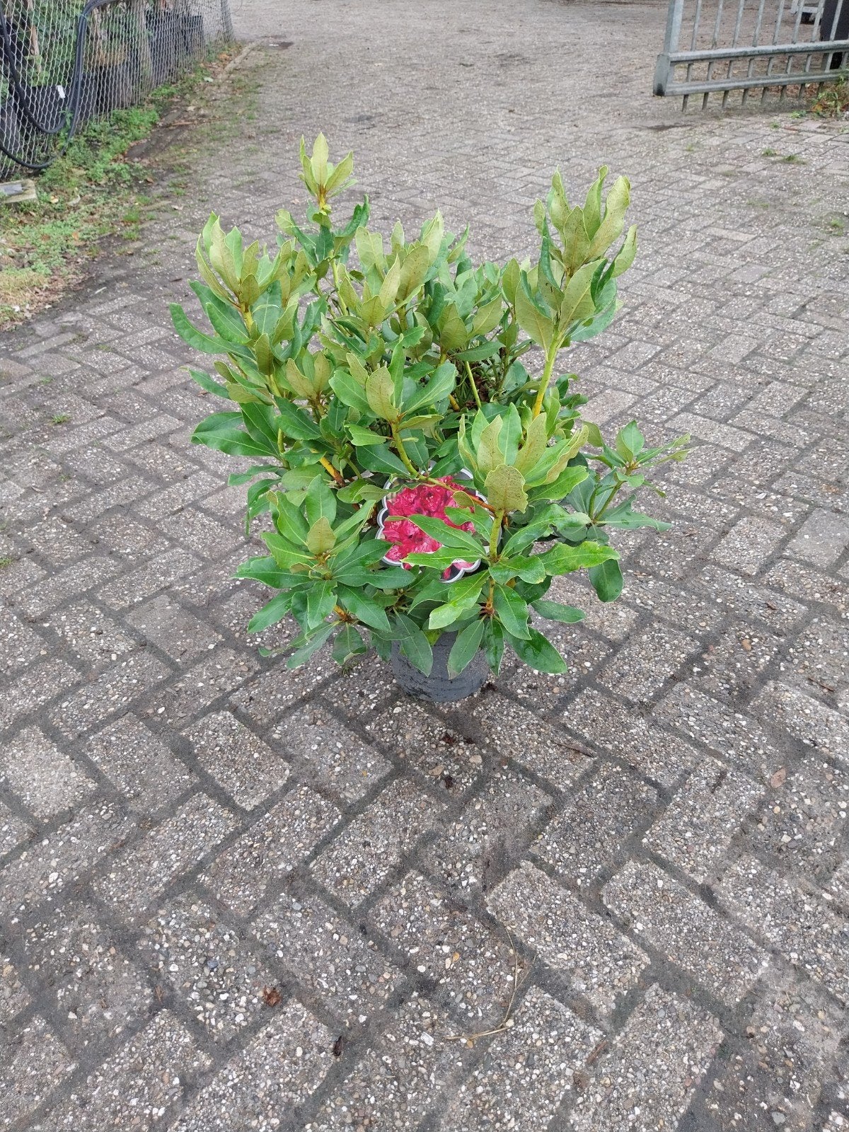 Rhododendron struiken - Diverse kleuren beschikbaar, Vaste plant, Halfschaduw, Lente, Ophalen